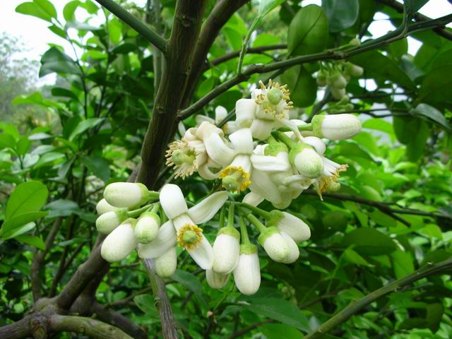 苗栗★西湖柚花藝術節★