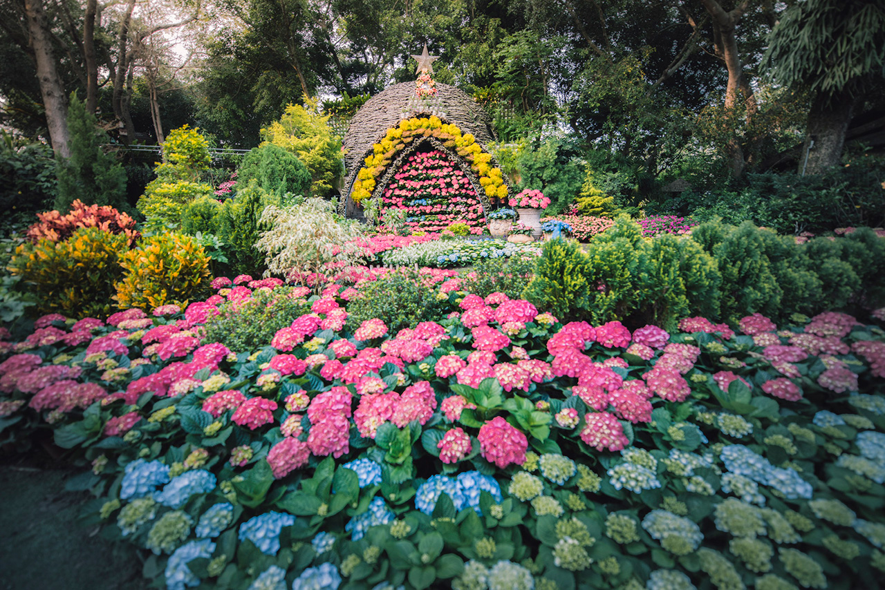 苗栗★花露休閒農場～夢幻繡球花海★