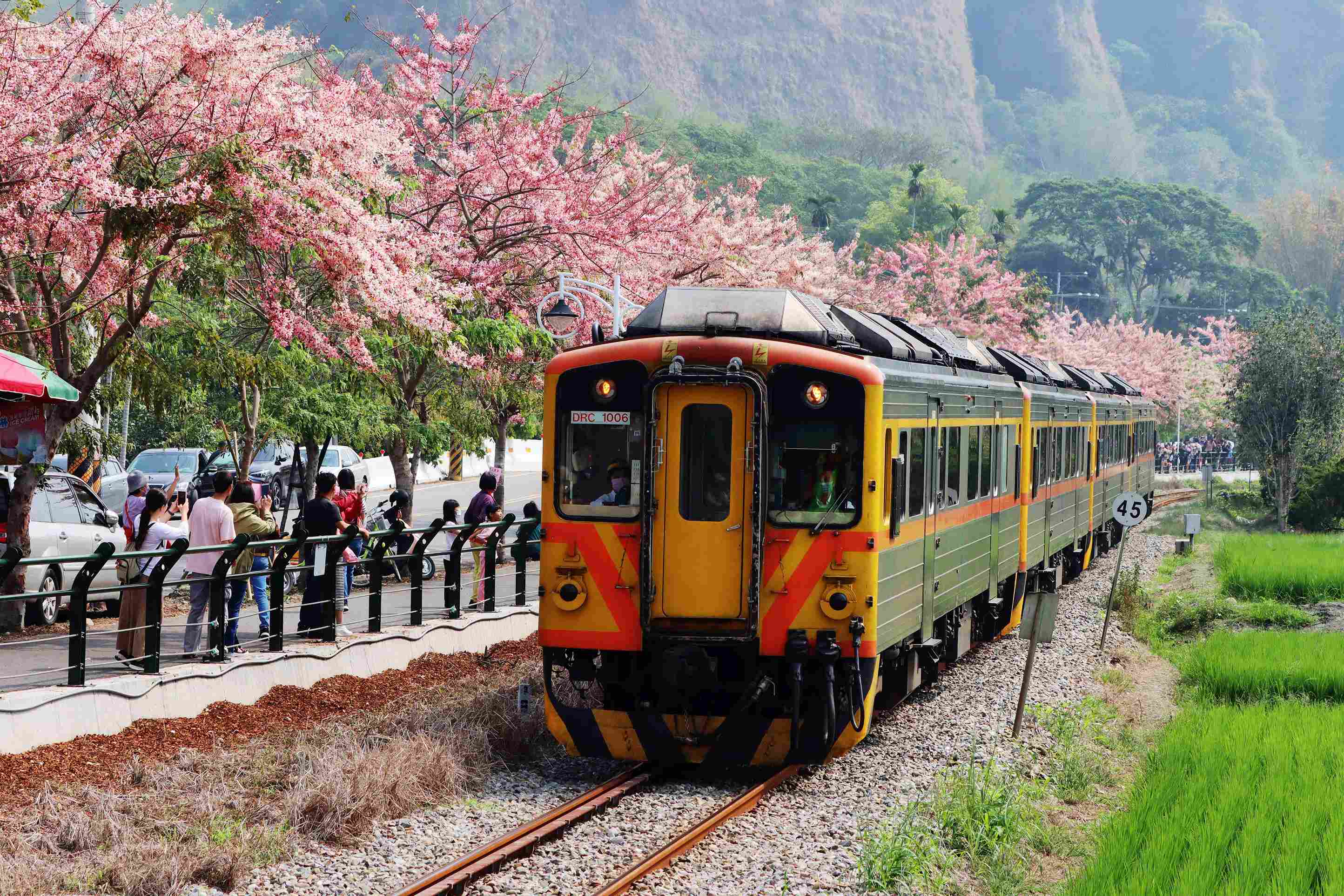 南投★粉紅花旗木(泰國櫻)鐵道同框景致★