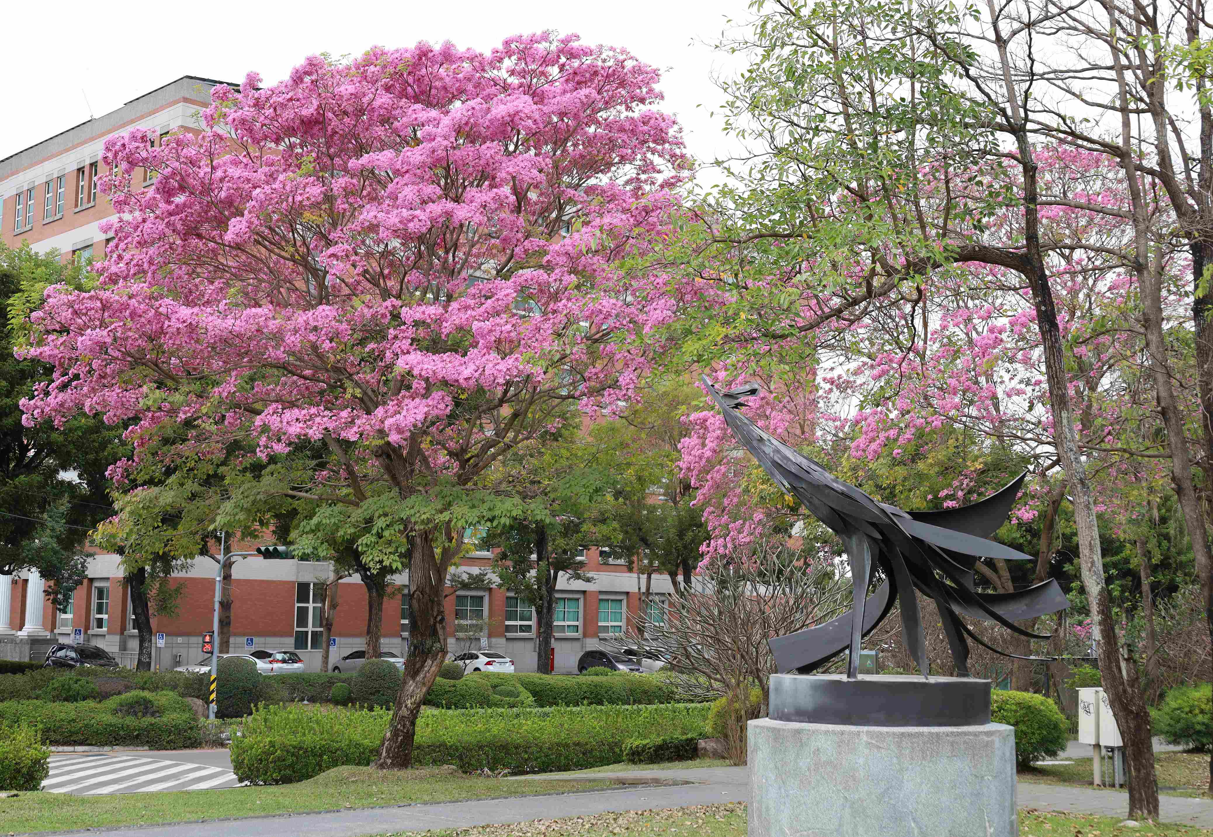 南投★醉美的亞洲大學(泰國櫻)粉嫩花旗木★
