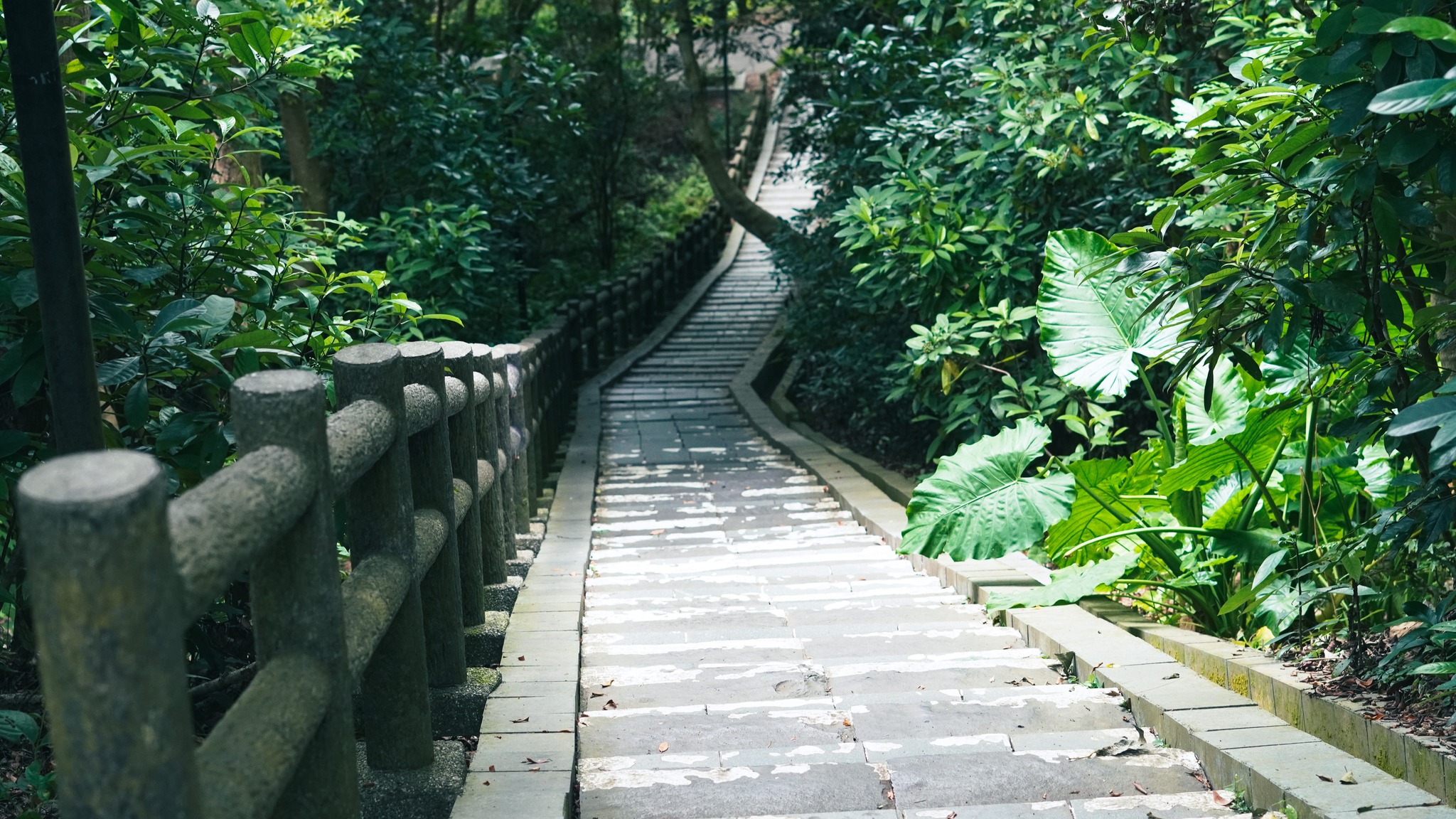 新竹★新竹綠肺桐花飄香★