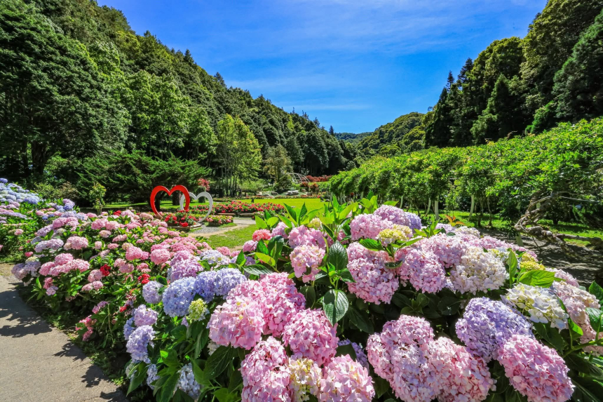 仙境杉林溪～日賞繡球花/夜賞螢(渡假二日)