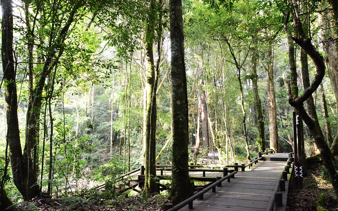 【8人小巴】苗栗★雪見遊憩區～司馬限林道大板根秘境★