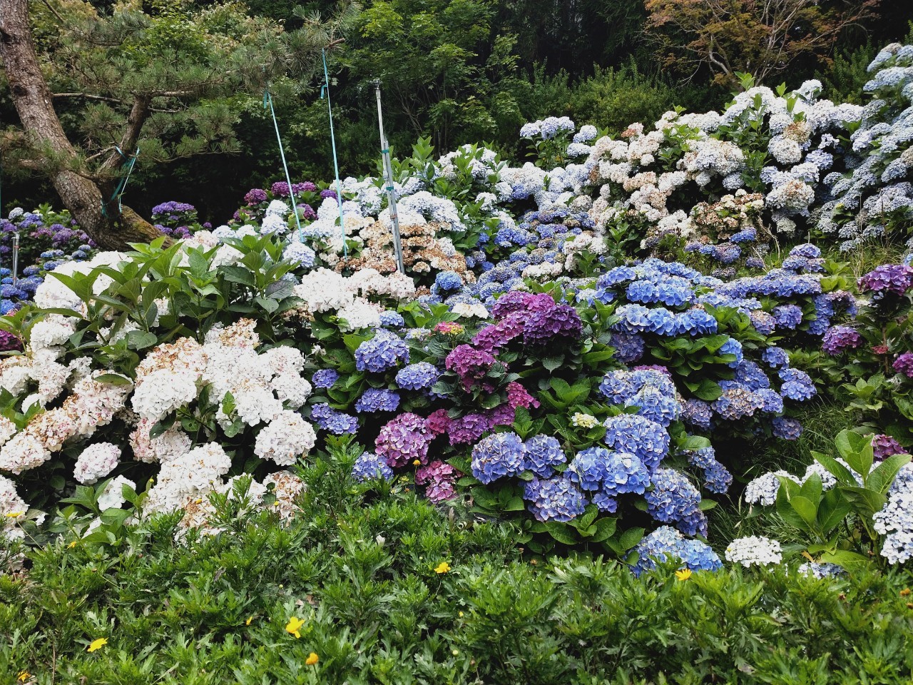 【8人小巴】新竹★雪霸休閒農場繡球花季～賞雲海消暑仙境★