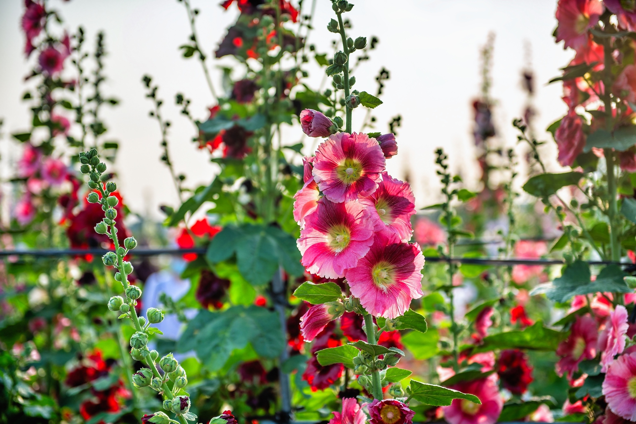 彰化★員林蜀葵花田囍事連連★