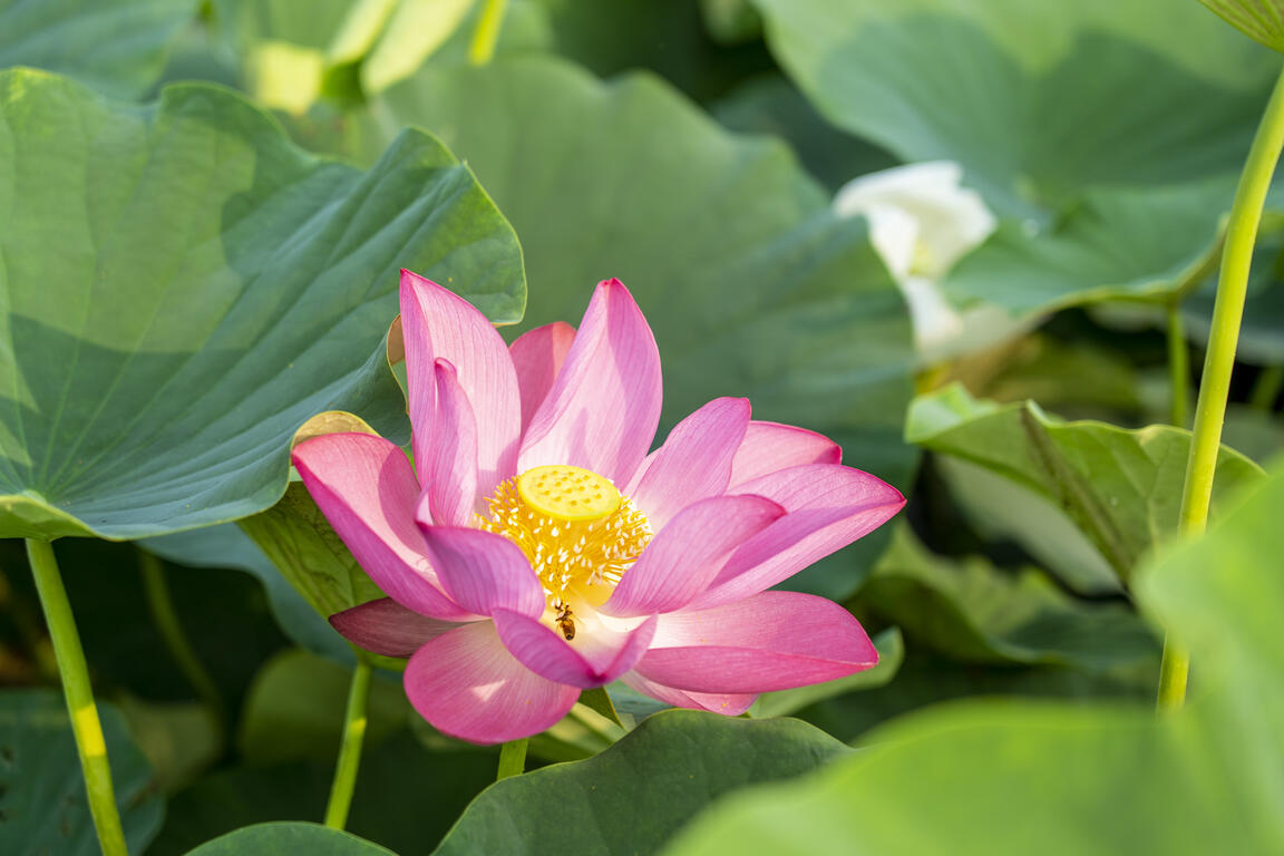 白河蓮花香∼悠活星享受(特惠2日遊)
