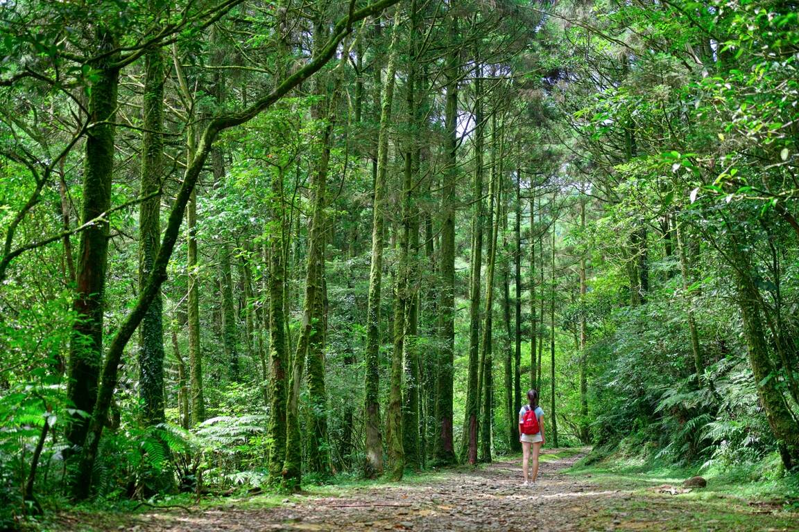 【8人小巴】新北★台版奧入瀨溪消暑仙境★