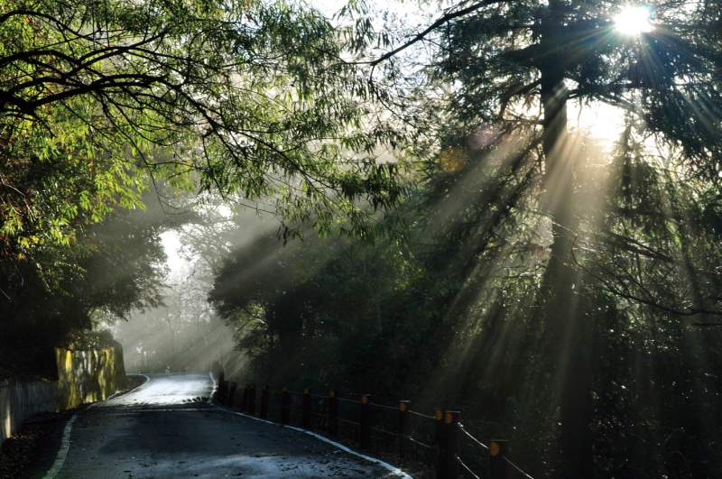 【8人小巴】苗栗★雪見遊憩區～大板根秘境★