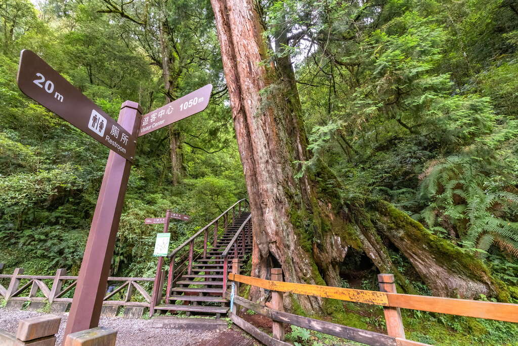 【8人小巴】桃園★拉拉山神木水蜜桃季、消暑仙境★